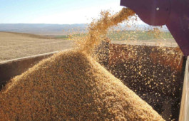 Плющение зерна кукурузы