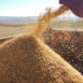 Плющение зерна кукурузы